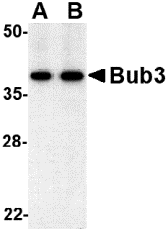 Antibody product image